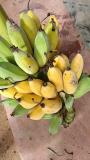 Small but tasty bananas