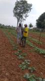 Stakes set up for organic gourds