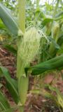 Sweetcorn emerging cobs