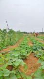 Team inspecting cucurbit crops
