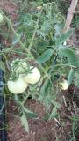 Tomato fruiting starts