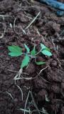 Tomato seedlings transplanted