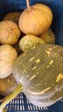 Trick or treat - Fresh organic pumpkin