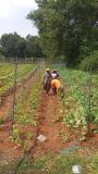 Weeding in organic veggies