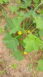 Yellow cucumber starting to flower