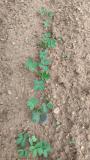 Groundnut is emerging nicely