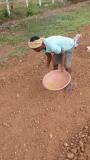 Leafies sowing in progress