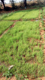 Onion saplings ready to transplant