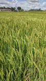 Organic rice grain formation