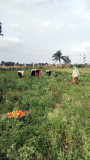 Harvest in progress