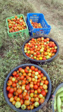 Tomato harvest