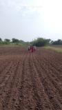 Women sowing wheat seed