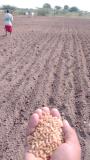 Wheat sowing at N farm