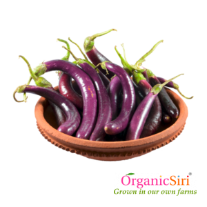 Organic brinjal long purple
