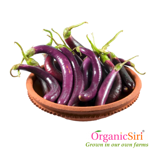 Organic brinjal long purple