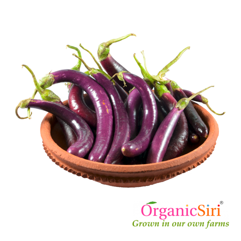 Brinjal Long Purple 500g 1 Organic brinjal long purple