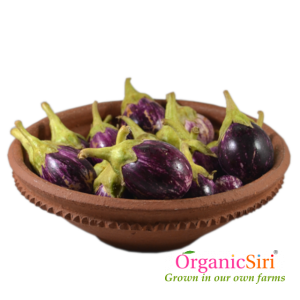Organic brinjal round purple striped