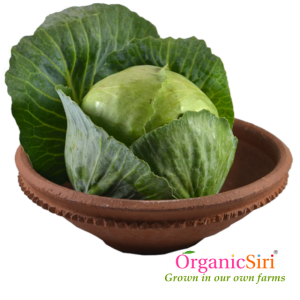 Organic Cabbage