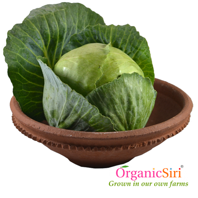 Cabbage 1pc 1 Organic Cabbage