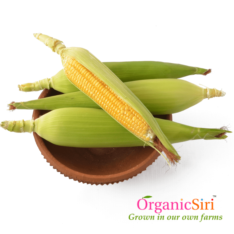 Corn 4pc 1 Organic Corn