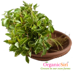 Organic Gongura Leaf