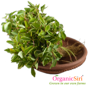 Organic Gongura Leaf