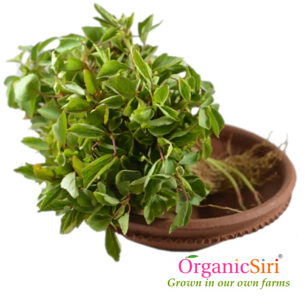 Organic Gongura Leaf