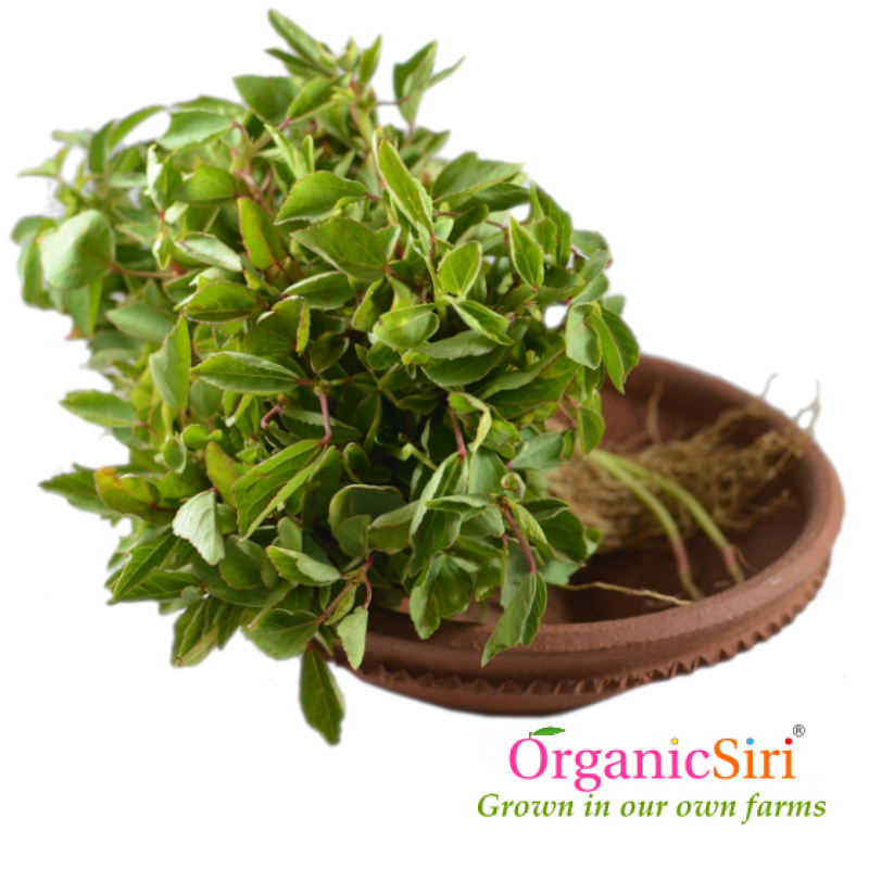 Gongura 2bn 1 Organic Gongura Leaf