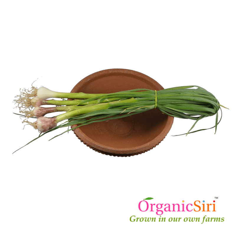 Green Garlic 1pk 1 Organic Green Garlic