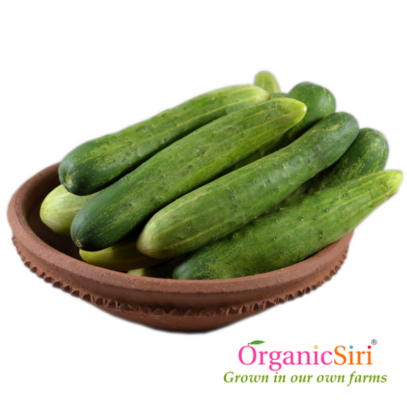 1 PC - Fresh ORGANIC English Cucumber