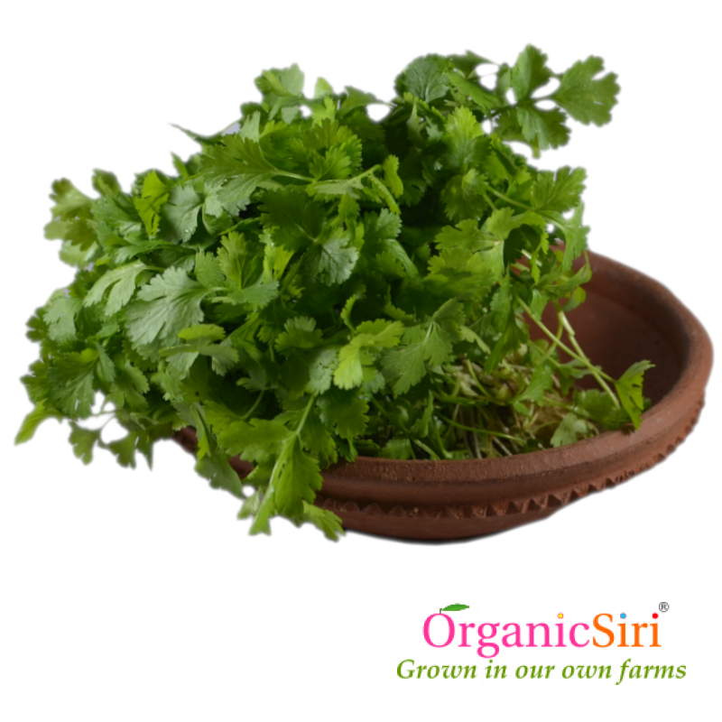 Kothimeera 2bn 1 Organic Kothimeera