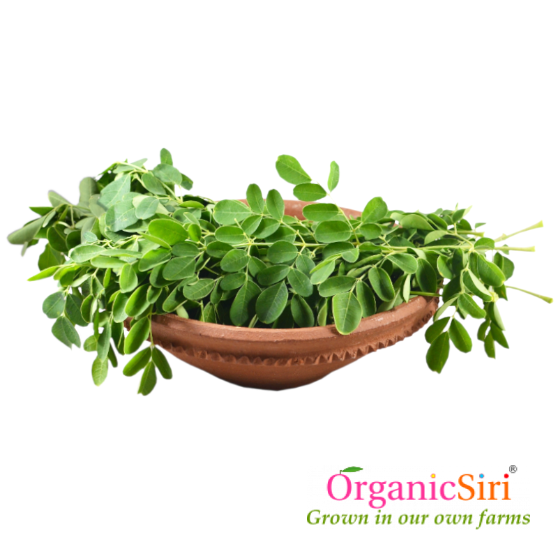 Munagaku (Moringa leaf) 1pk 1 Organic Munagaku (Moringa leaf)