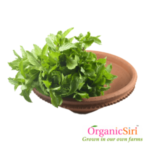 Organic Pudina