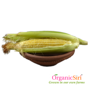 Organic Sweet Corn