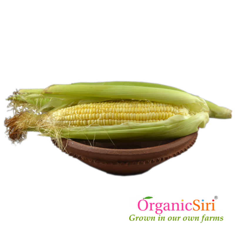 Sweet Corn 2pc 1 Organic Sweet Corn