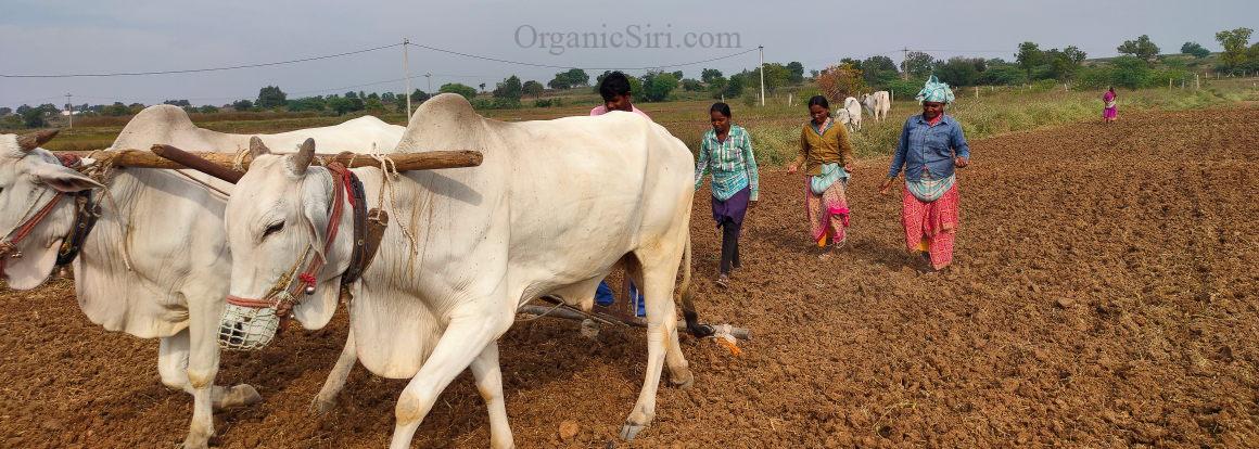 Organic Farming Questions - Answered Easy 1 Organic Farming Bulls