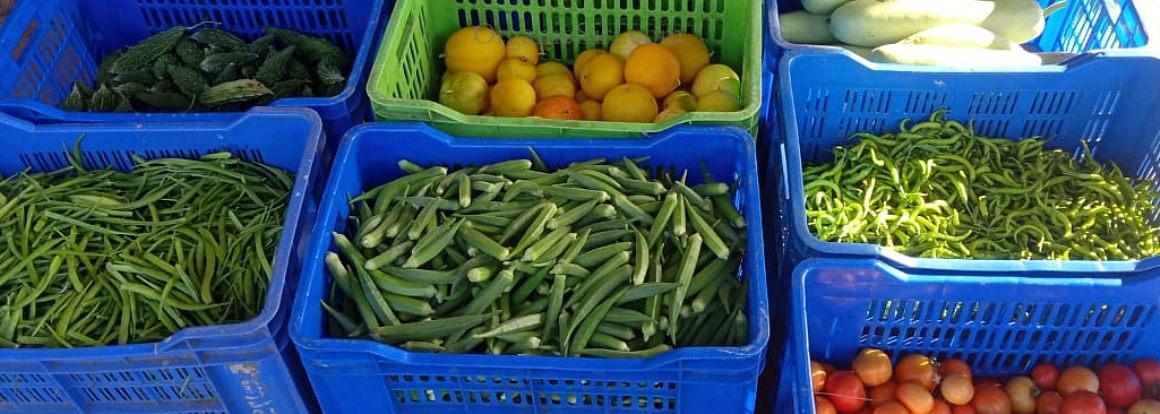 Organic Food Questions - Answered Easy 3 Organic Food Trays