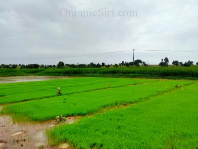 Organic Rice Nursery