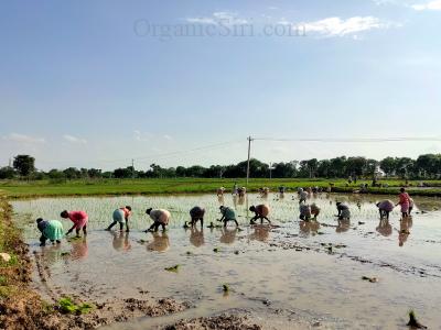 Organic Rice in Hyderabad Transplant