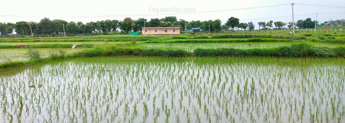 Organic Rice Kharif 2021 View