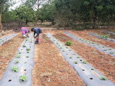 organic veg sowing