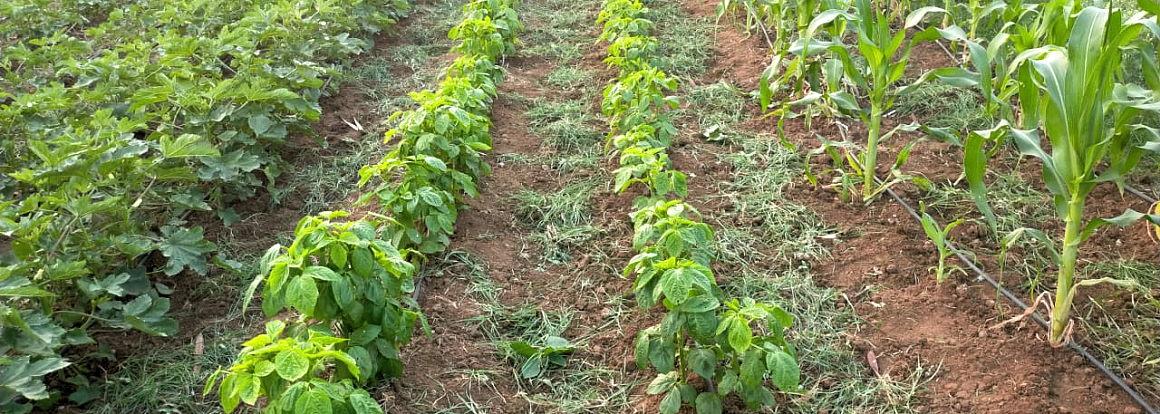 Organic Vegetables in Hyderabad - 3 reasons for limited supply 1 Organic Vegetables in Hyderabad