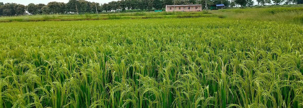 Organic Paddy Grain Crop
