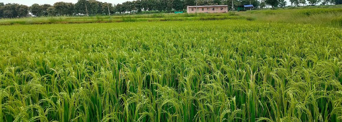 Healthy Rice Crop - Growth and Harvest of Aug 21 Crop 1 Organic Paddy Grain Crop