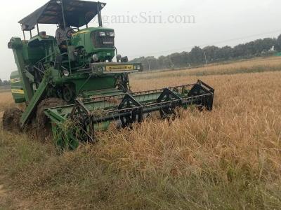 Healthy Rice Crop Harvesting