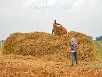 Hay Stacking for Cow Fodder