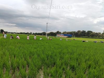 Organic Rice Weeding