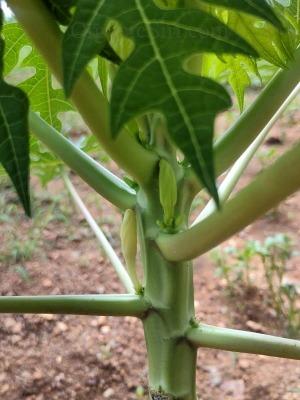 Organic Papaya First Flowers