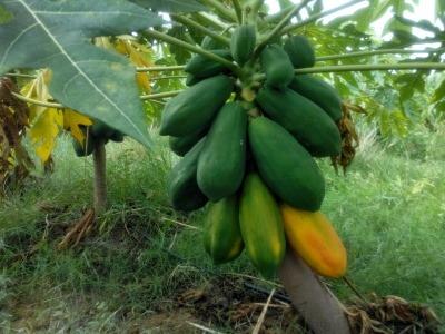 Organic Papaya Ready