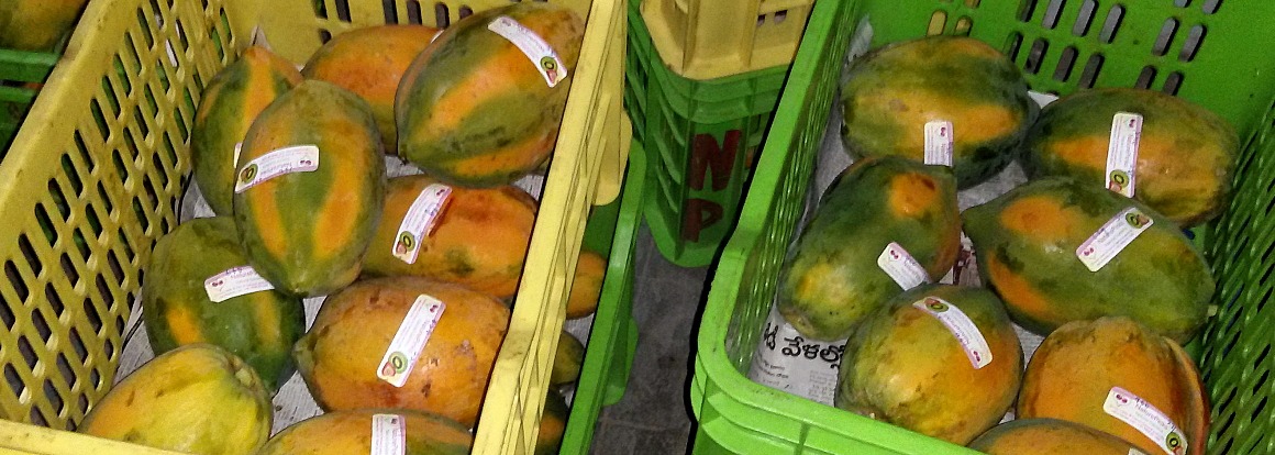 Organic Papaya Fruits